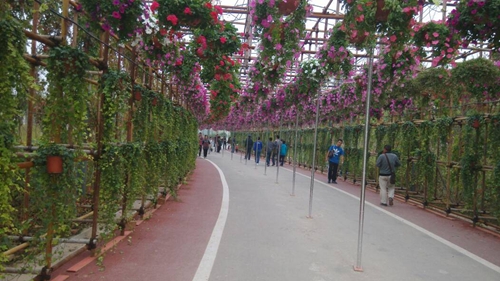 東營植物園植物這么多卻不認識